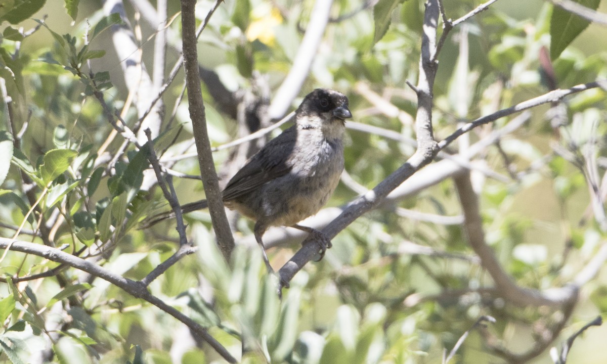 Rusty-bellied Brushfinch - ML64312751