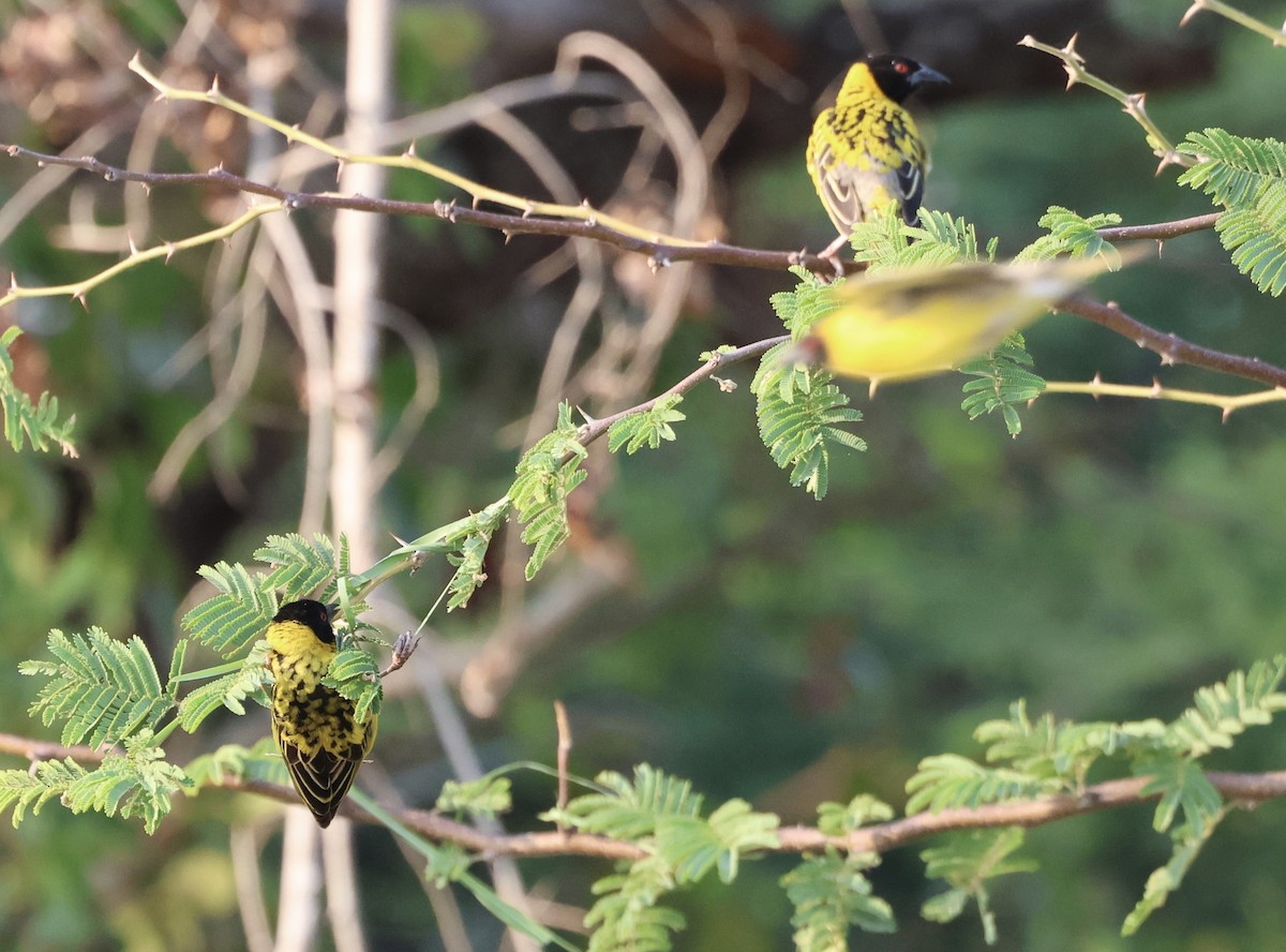 Southern Masked-Weaver - ML643127528