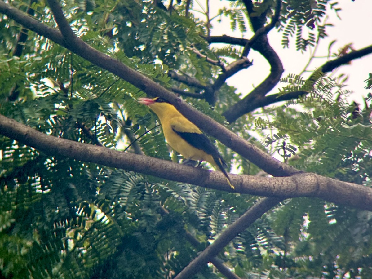Black-naped Oriole - ML643127529