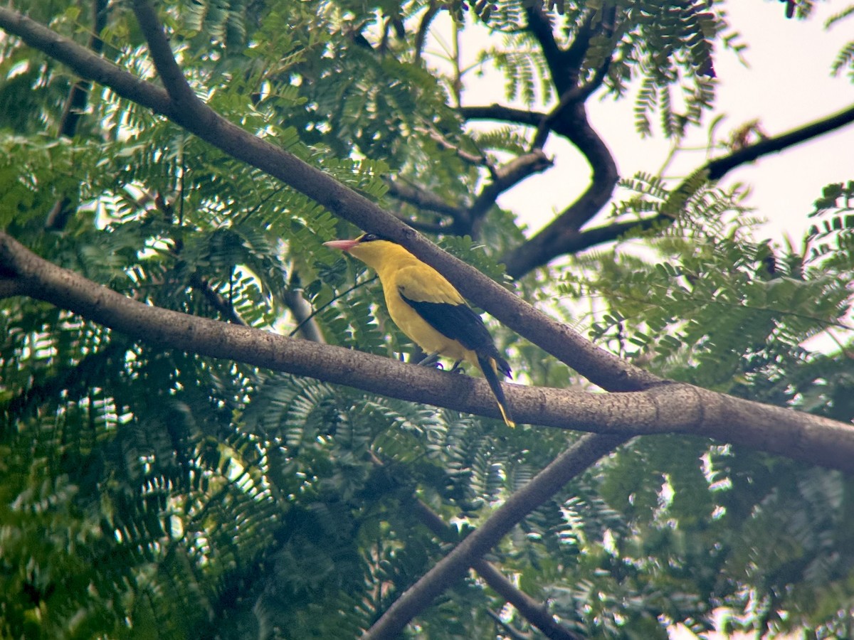Black-naped Oriole - ML643127530
