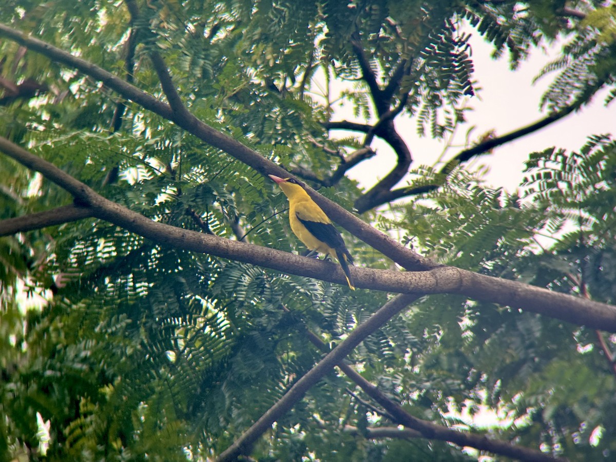 Black-naped Oriole - ML643127531