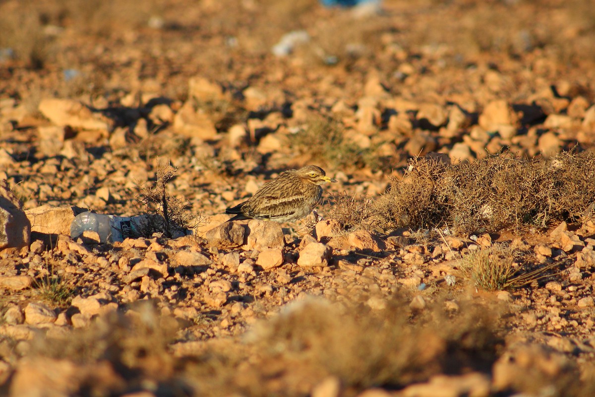 Eurasian Thick-knee - ML643127563