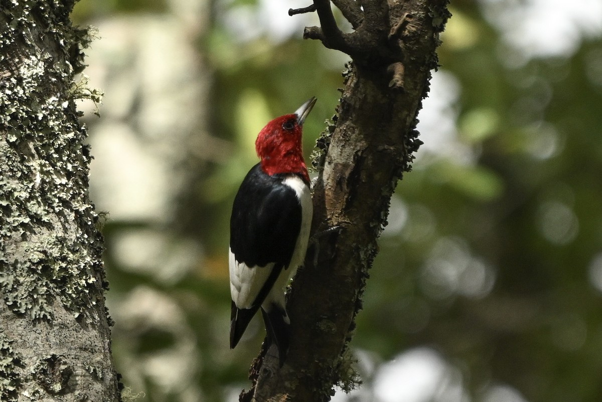 Red-headed Woodpecker - ML643127571