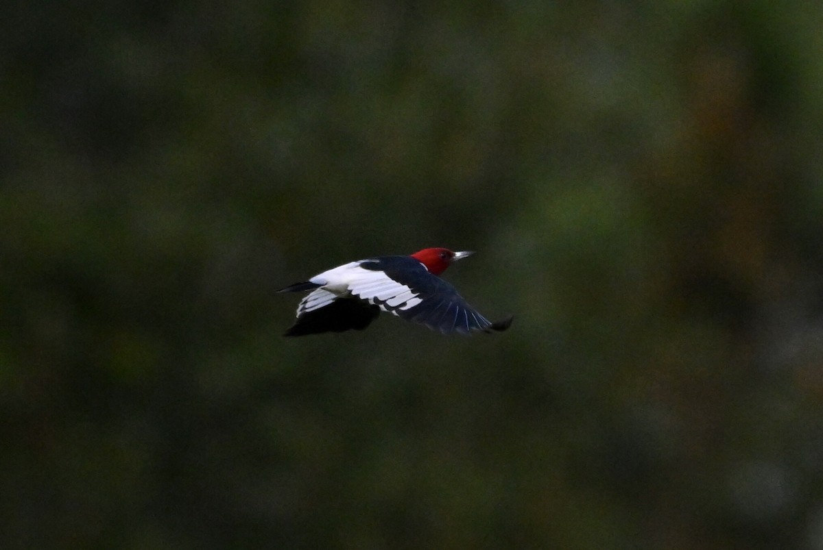 Red-headed Woodpecker - ML643127572