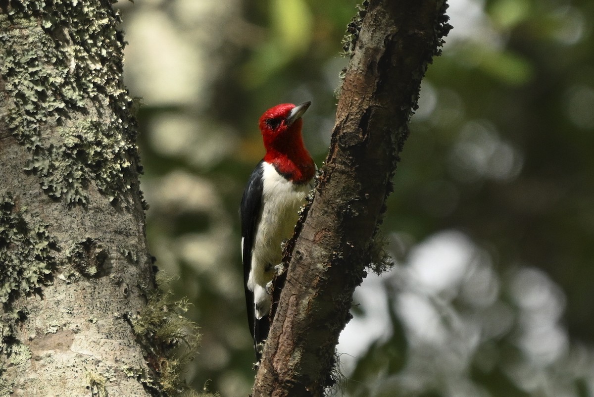 Red-headed Woodpecker - ML643127573