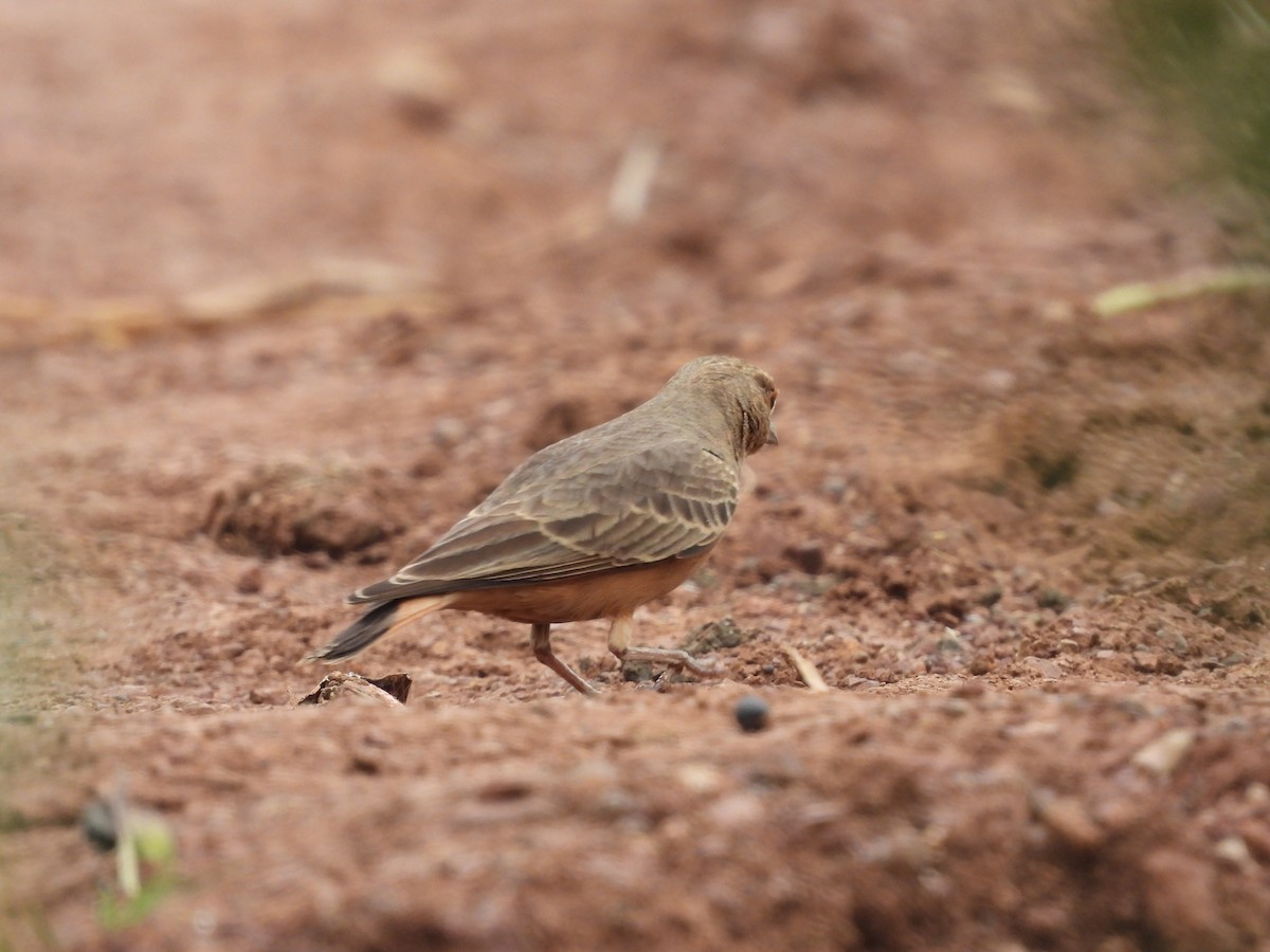 Rufous-tailed Lark - ML643127574