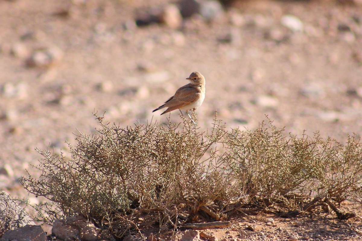 Bar-tailed Lark - ML643127577