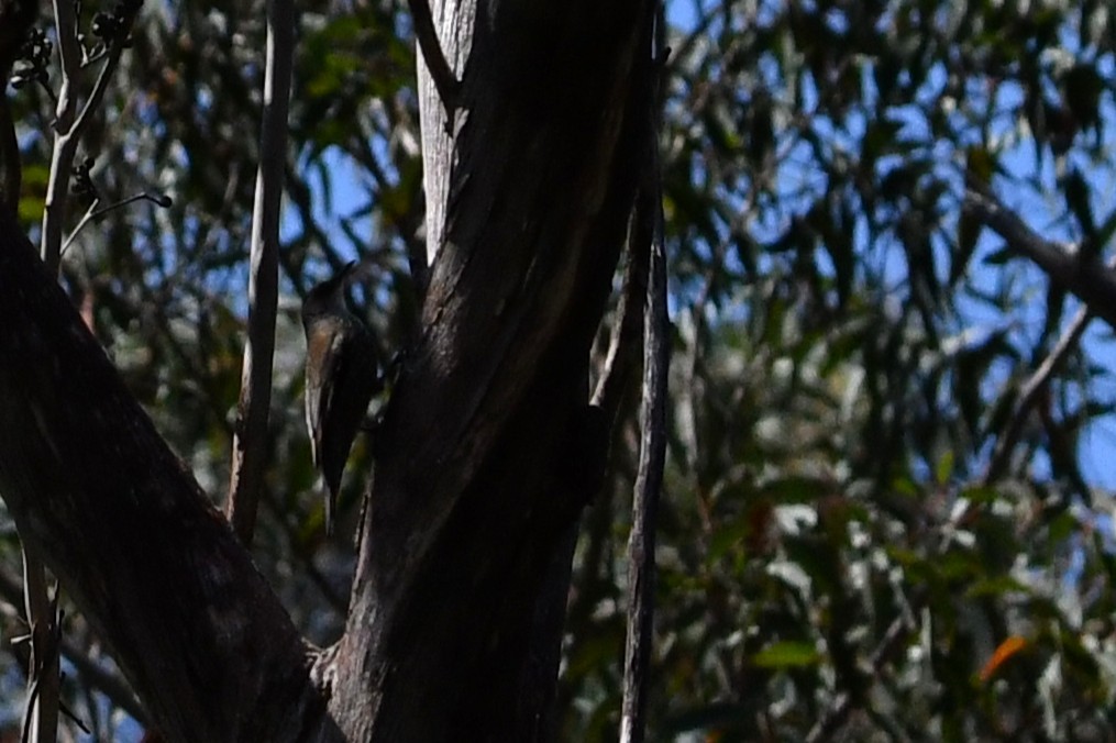 Red-browed Treecreeper - ML643127588