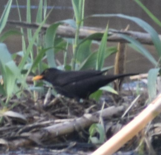 Eurasian Blackbird - ML643127597