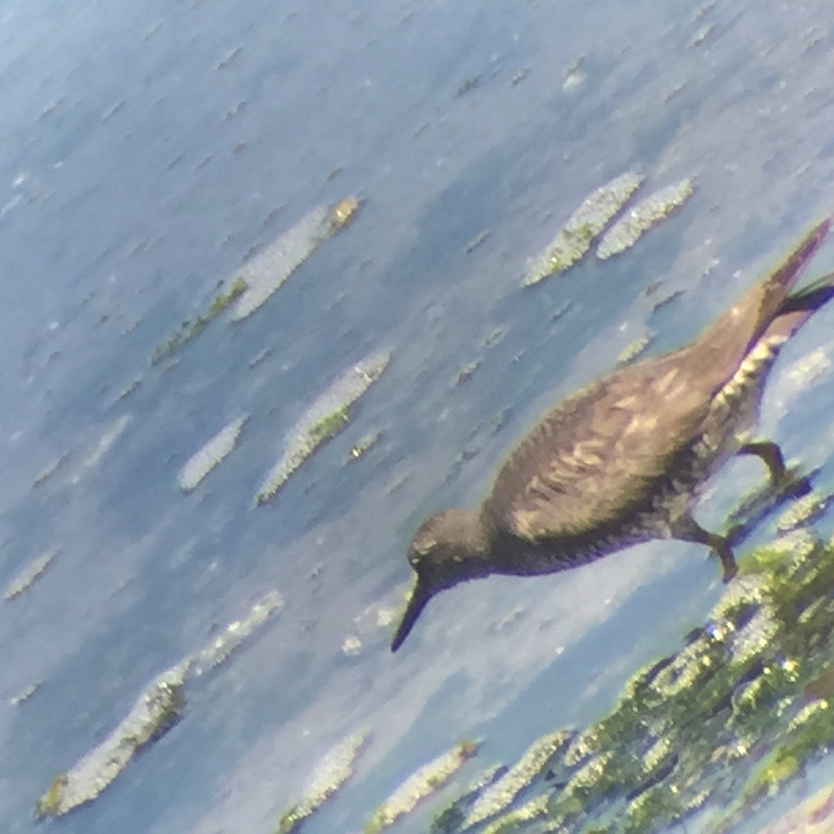 Wandering Tattler - ML64312761