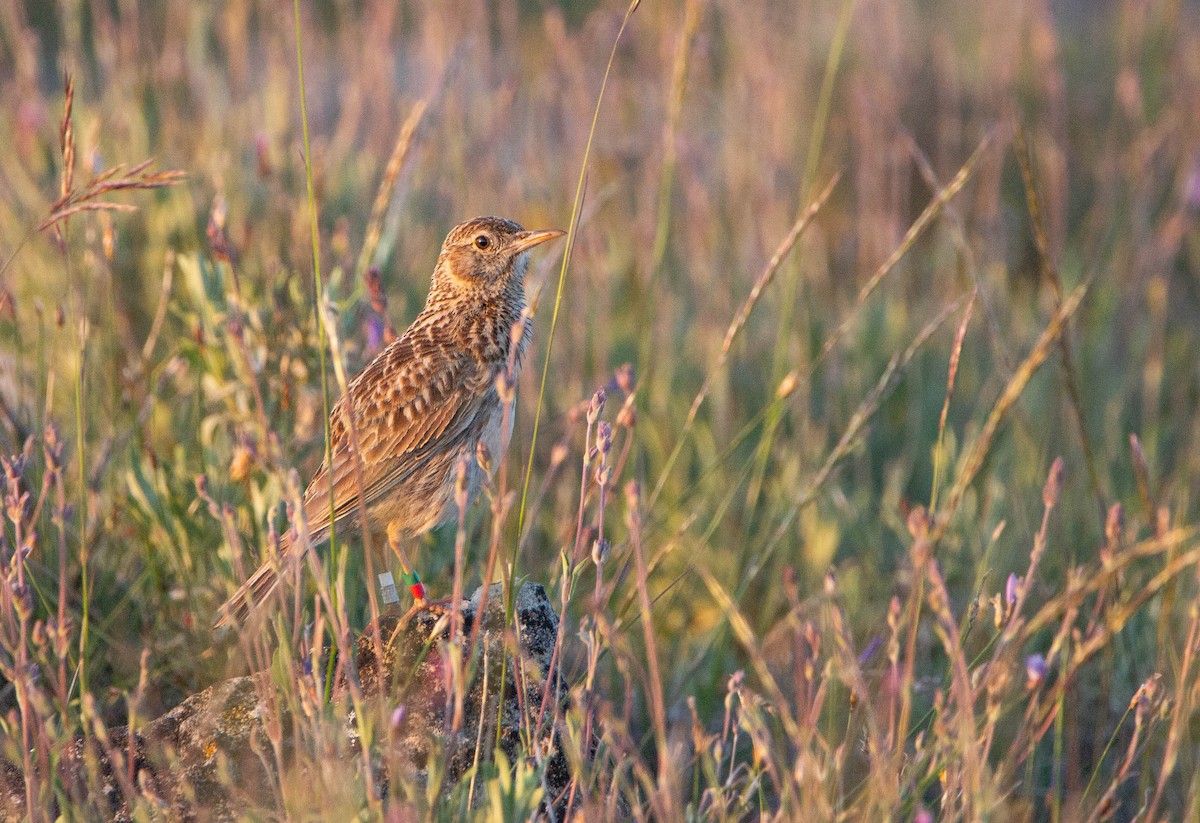 Dupont's Lark - ML643127615