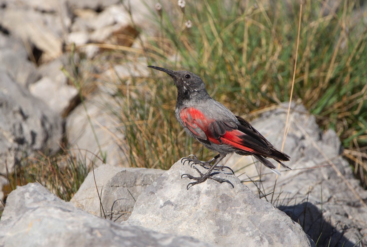 Wallcreeper - ML643127648