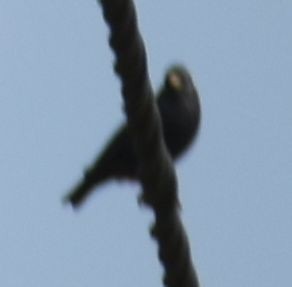 Spotless Starling - ML643127653