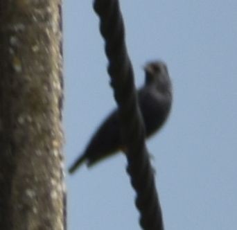 Spotless Starling - ML643127654
