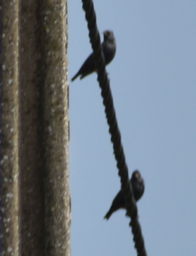 Spotless Starling - ML643127656