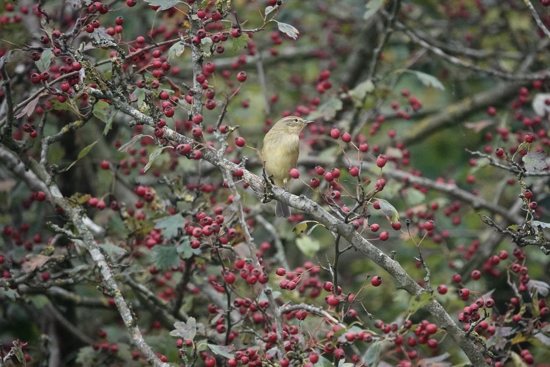 Урианхайн дууч шувуу - ML643127672