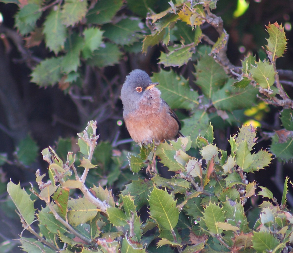 Tristram's Warbler - ML643127674