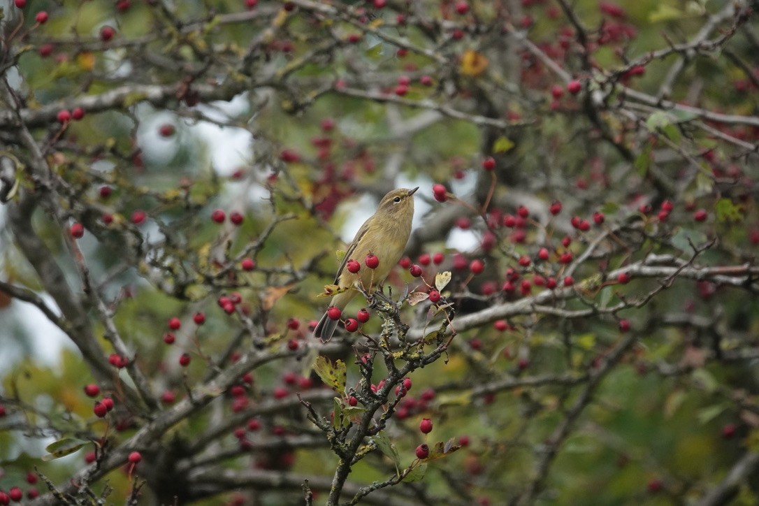 Урианхайн дууч шувуу - ML643127678