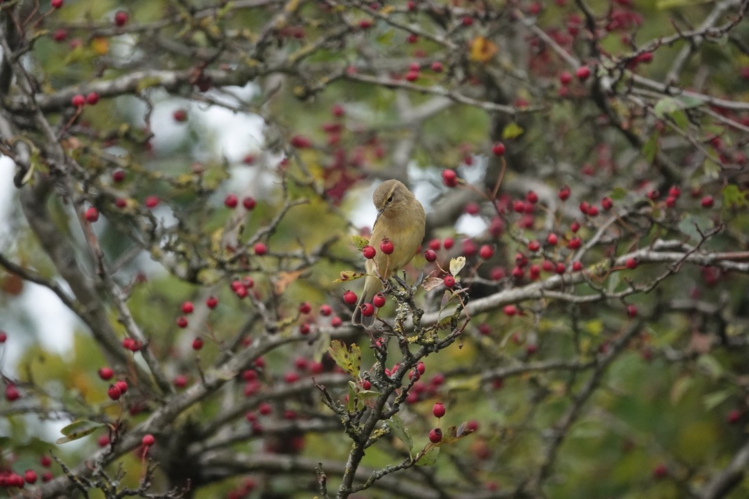 Урианхайн дууч шувуу - ML643127679