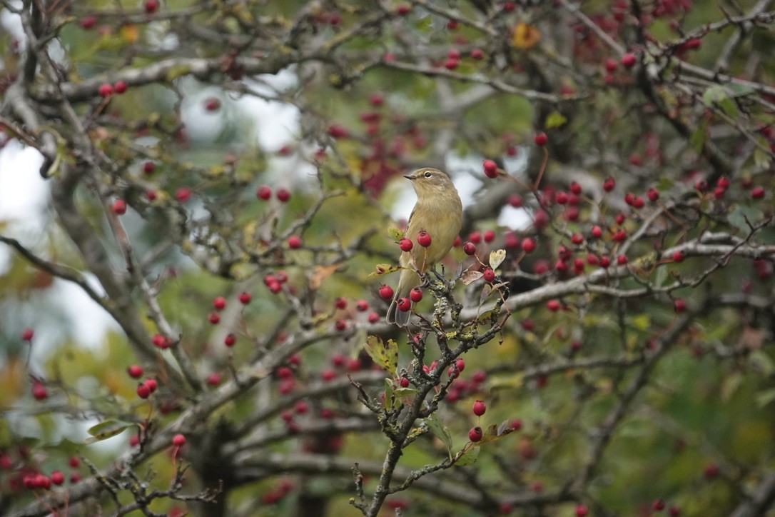 Урианхайн дууч шувуу - ML643127680