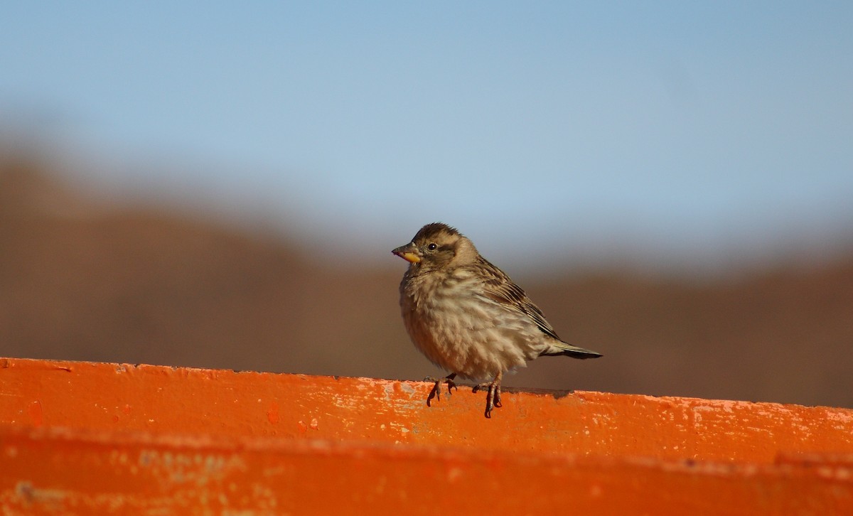 Rock Sparrow - ML643127681