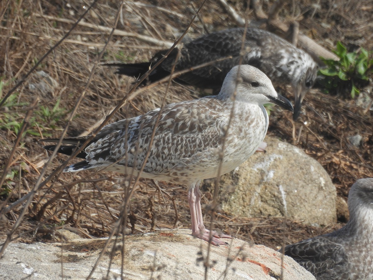 European Herring Gull - ML643127683