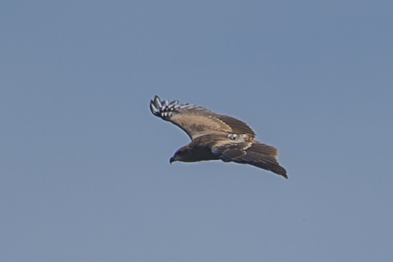 Бор бүргэд - ML643127687