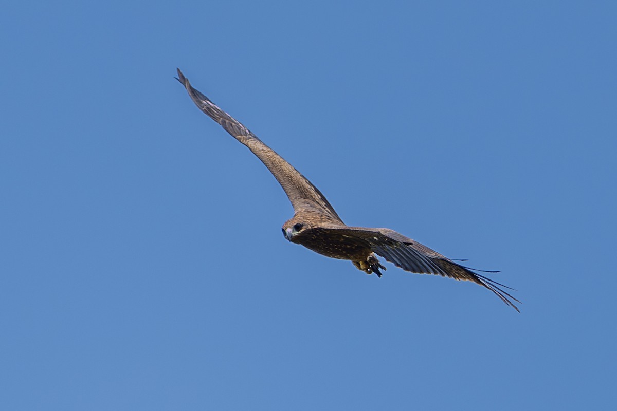 Бор бүргэд - ML643127690