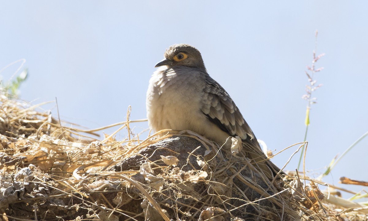 Bare-faced Ground Dove - ML64312771