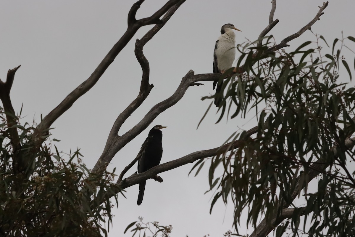 Australasian Darter - ML643127712