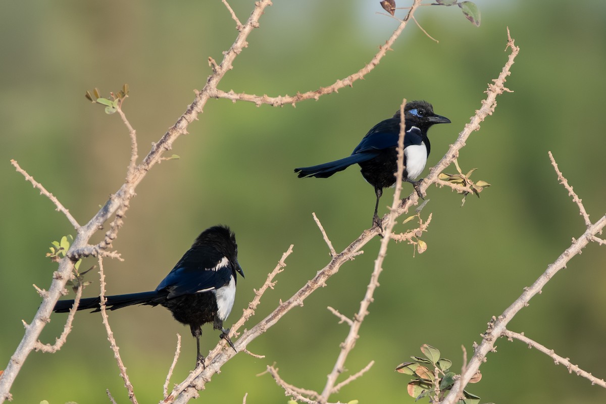 マグレブカササギ - ML643127723