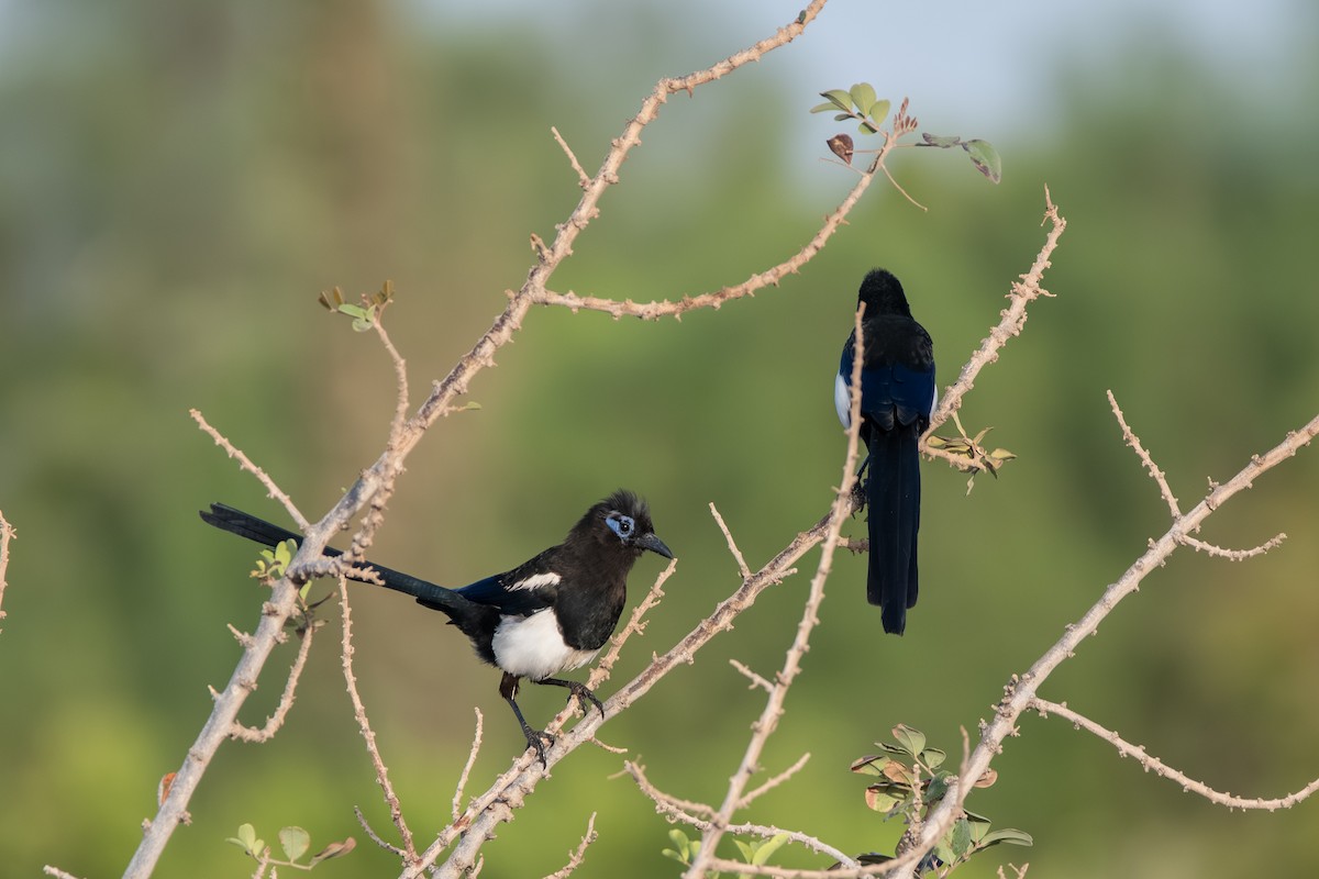 マグレブカササギ - ML643127724