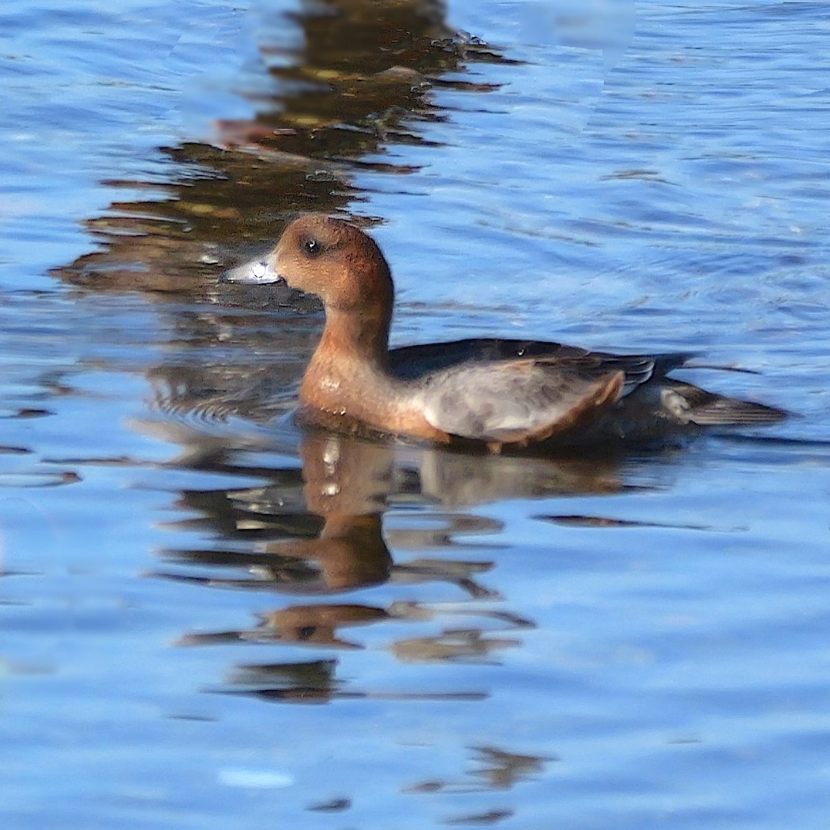 Eurasian Wigeon - ML643127727
