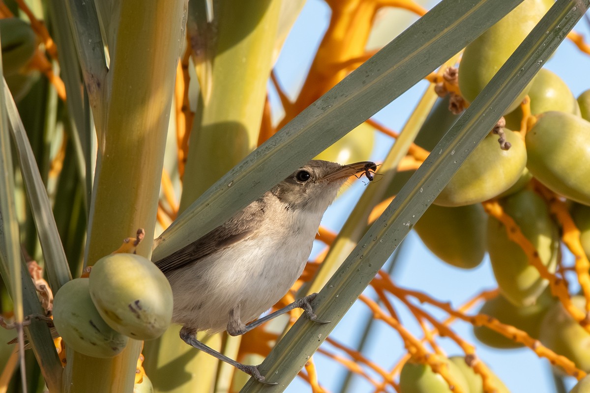 Western Olivaceous Warbler - ML643127728