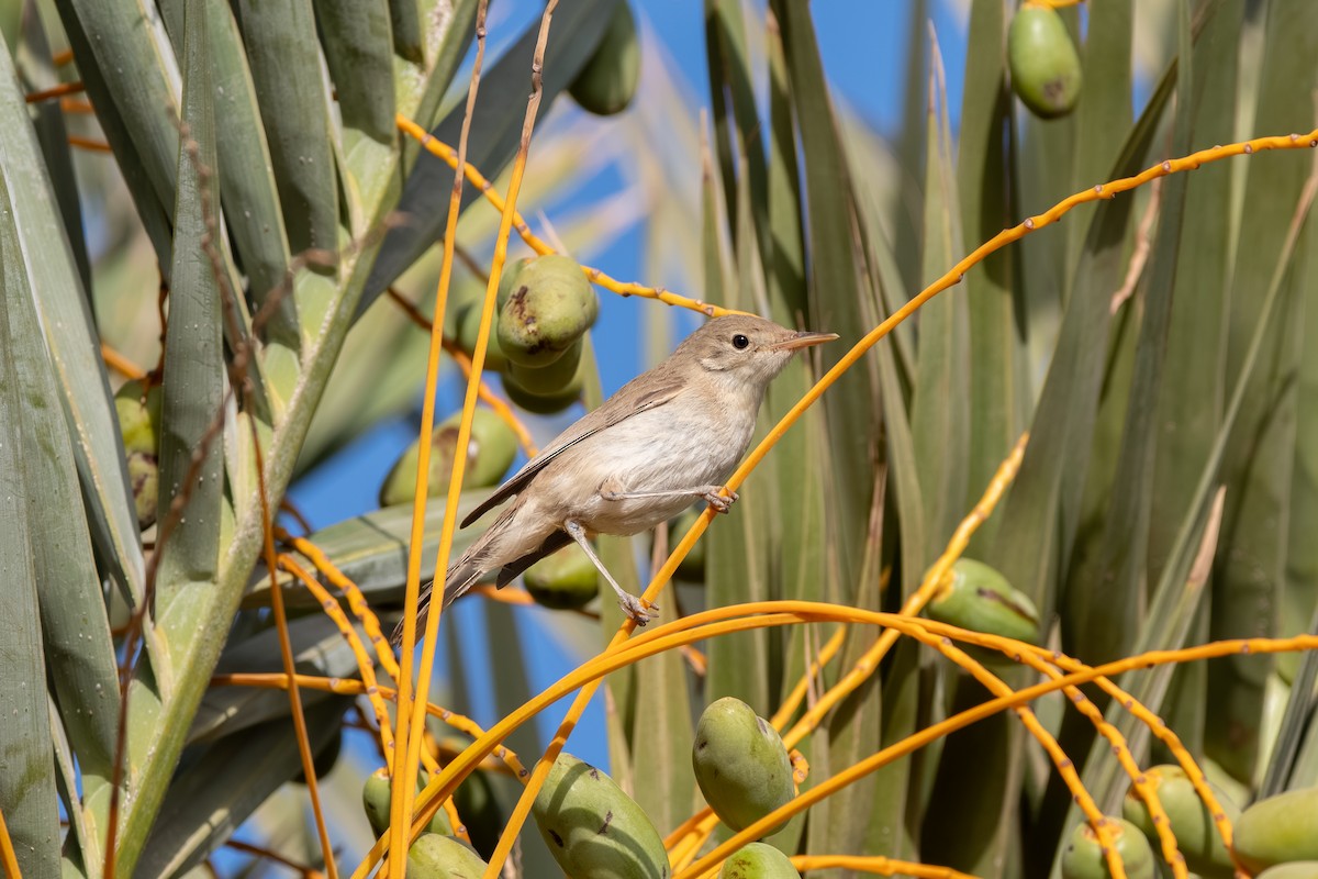 Western Olivaceous Warbler - ML643127729