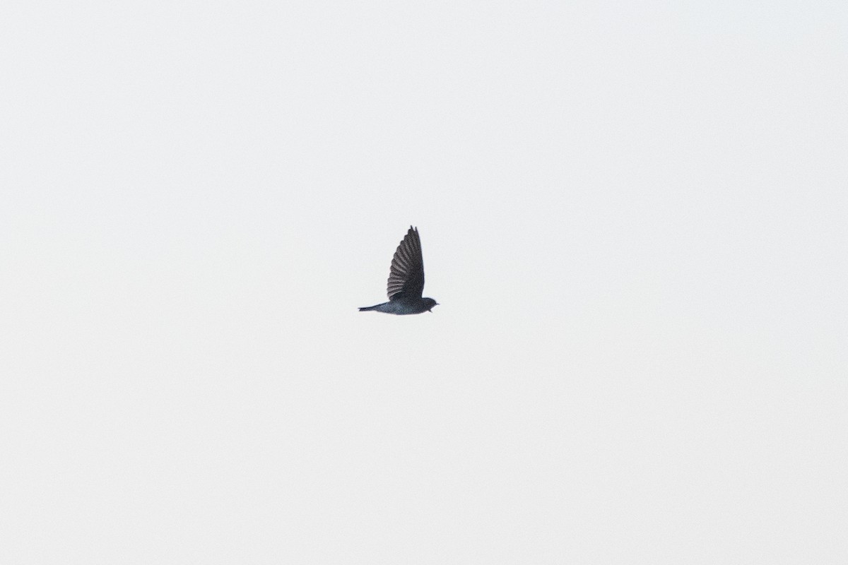 Plain Martin - ML643127778