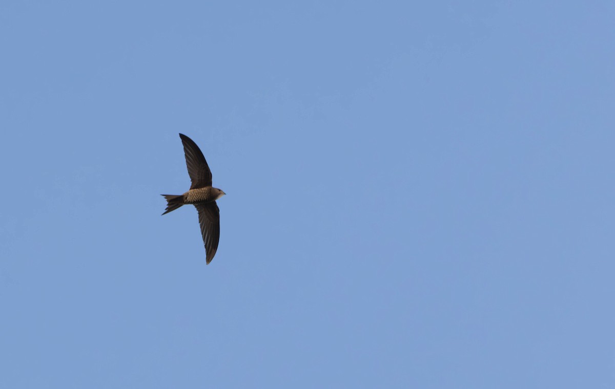 Pallid Swift - ML643127788