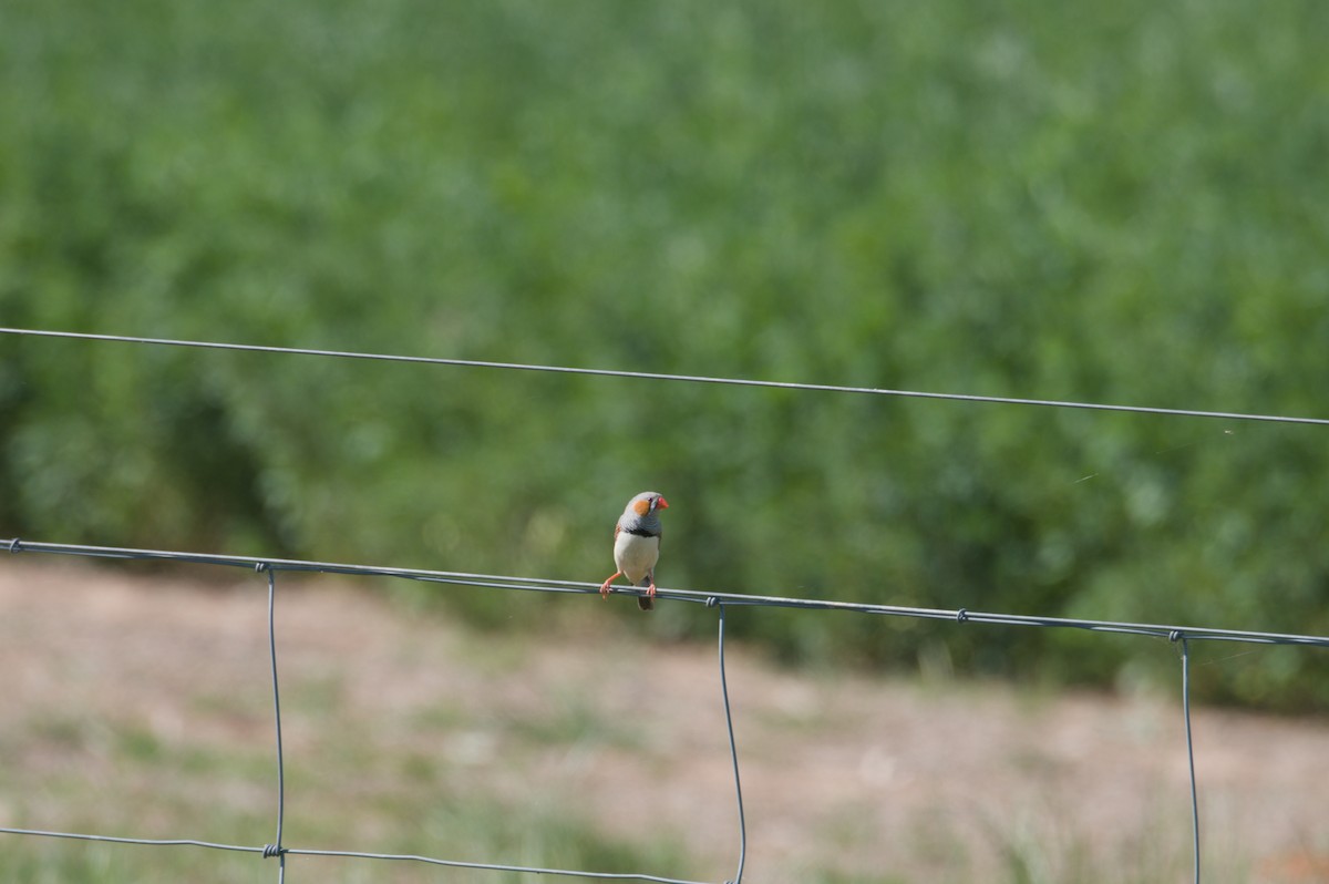 Zebra Finch - ML643127789