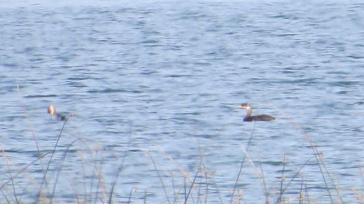 Буурал шунгуур - ML643127794