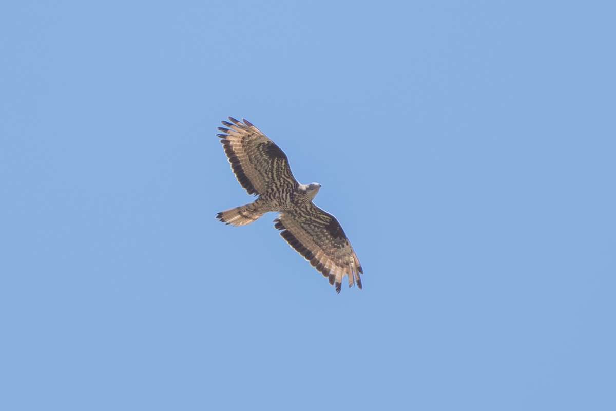 European Honey-buzzard - ML643127796