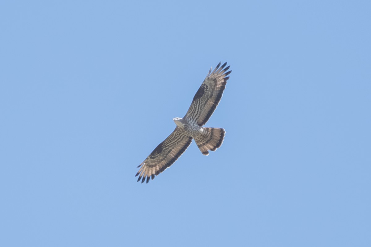 European Honey-buzzard - ML643127797
