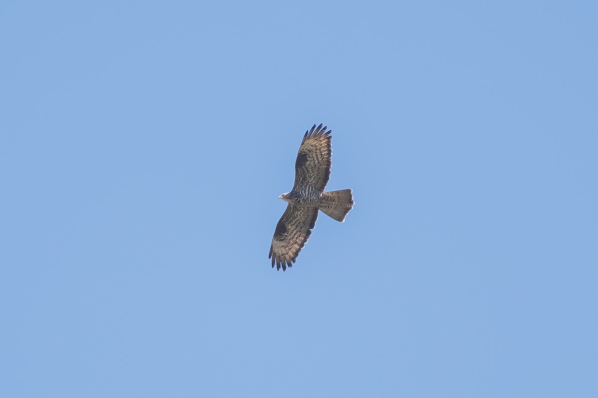 European Honey-buzzard - ML643127798