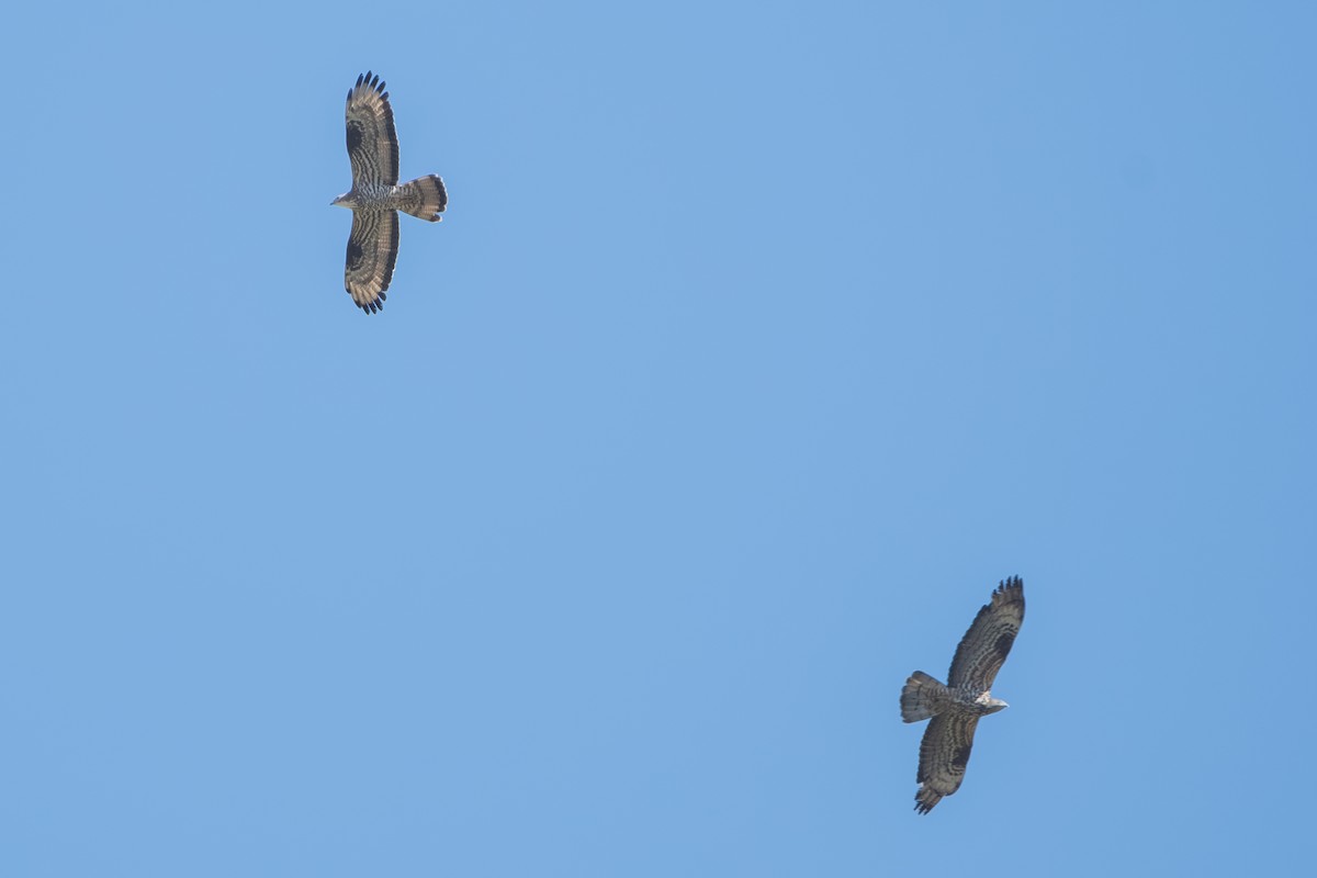 European Honey-buzzard - ML643127799