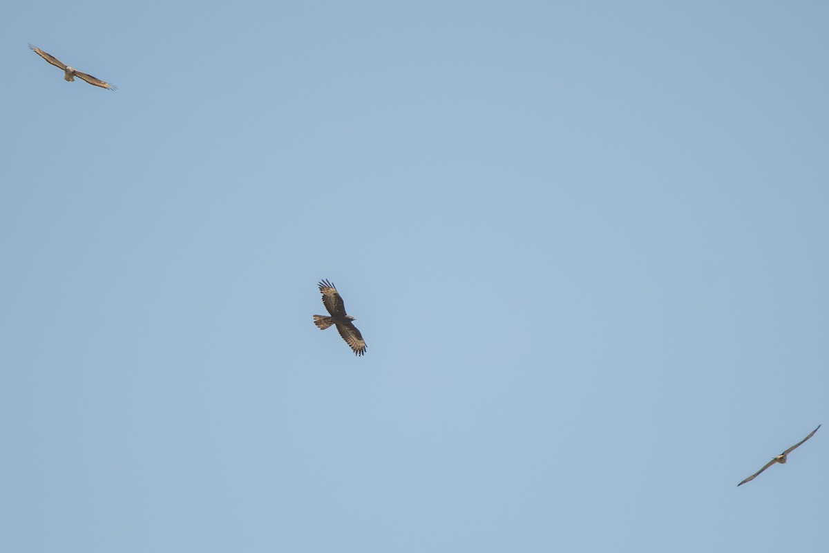 European Honey-buzzard - ML643127800