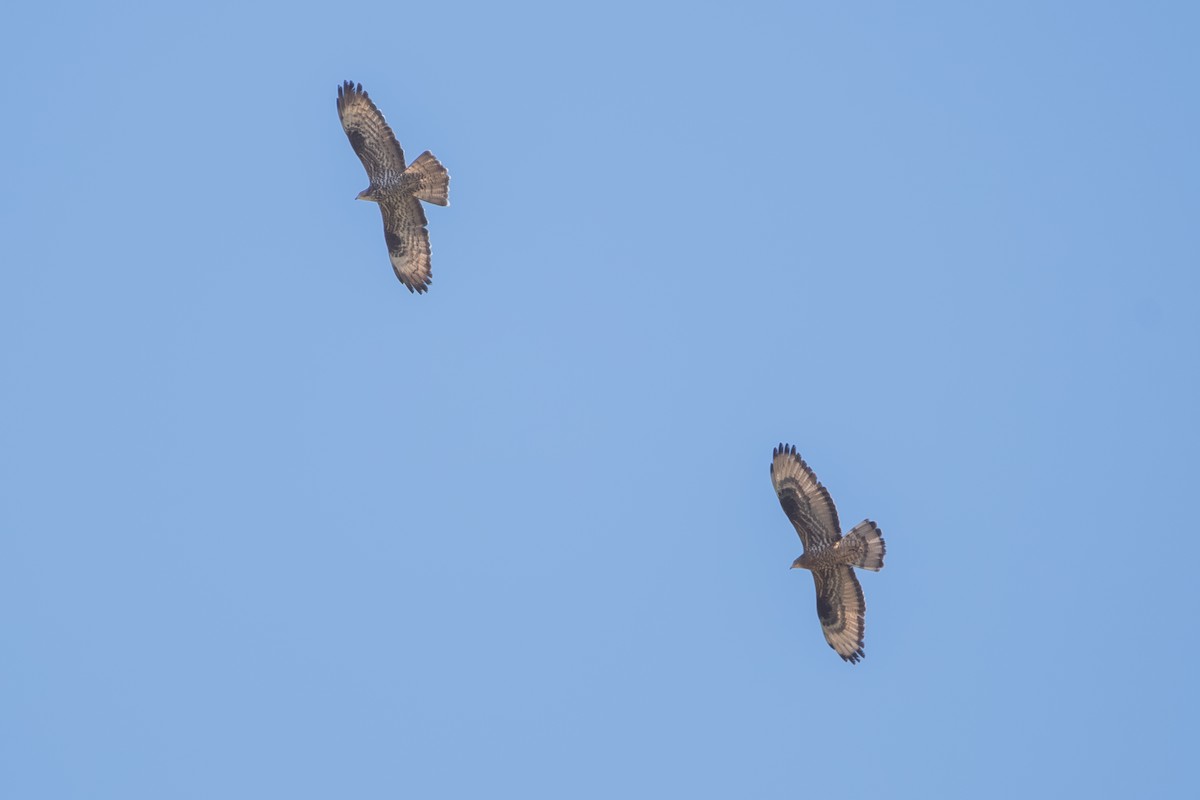 European Honey-buzzard - ML643127801