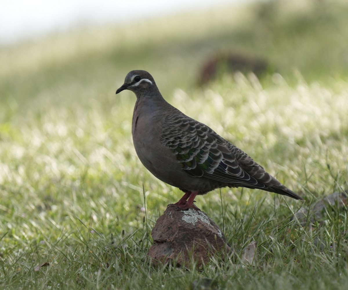 Common Bronzewing - ML643127806