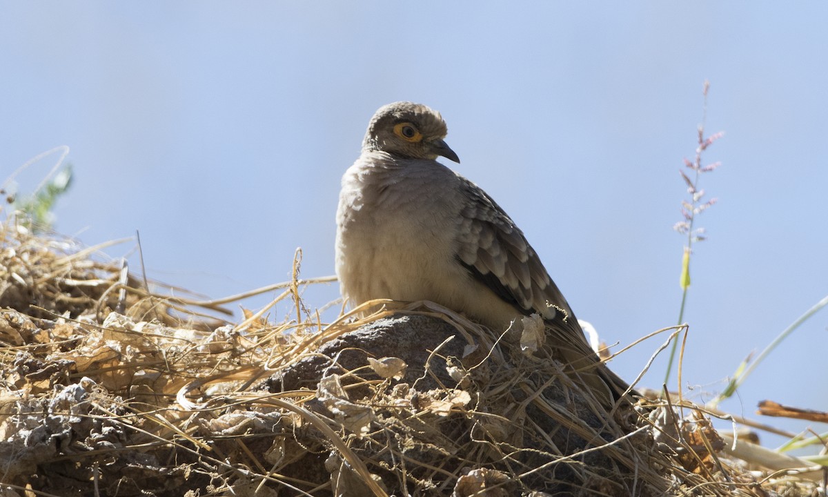 Bare-faced Ground Dove - Brian Sullivan