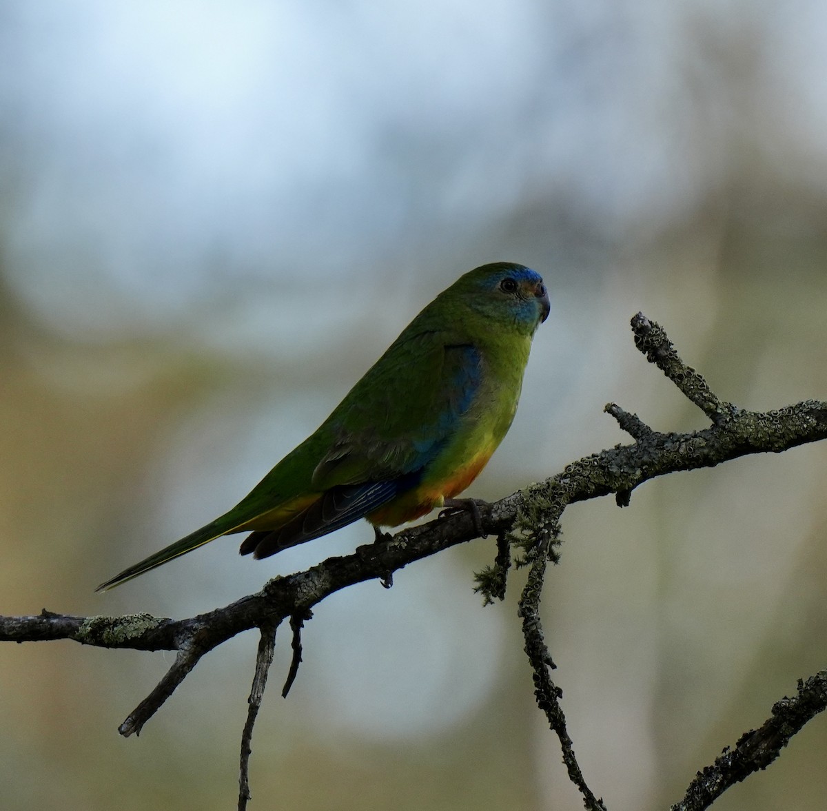 Turquoise Parrot - ML643127813