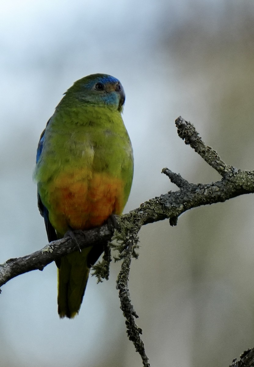 Turquoise Parrot - ML643127814