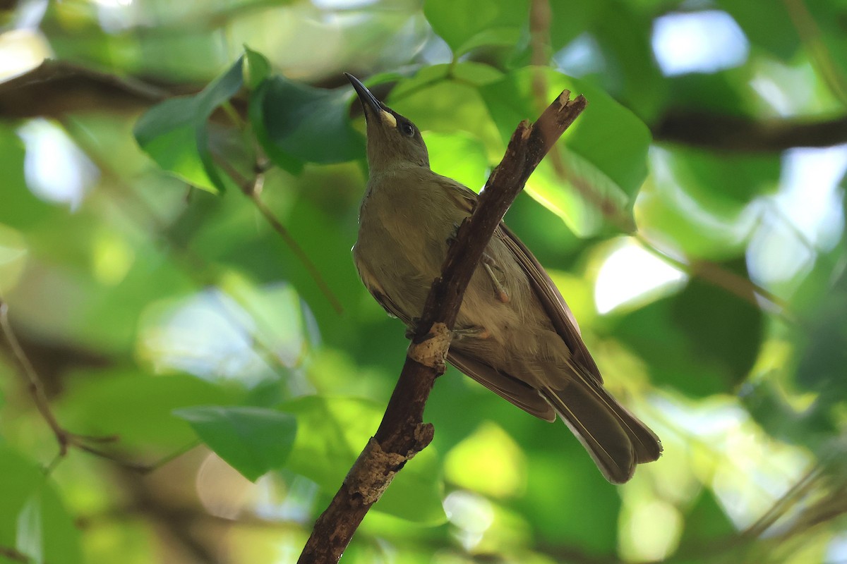 White-gaped Honeyeater - ML643127815
